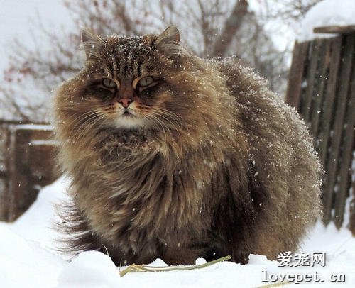 西伯利亚森林猫优缺点是什么?