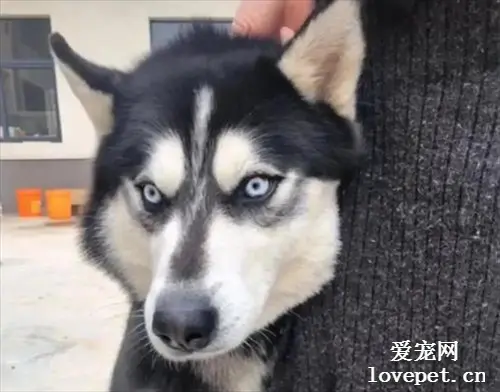给二哈办证需要正面照，她经历了这些...惨不忍睹