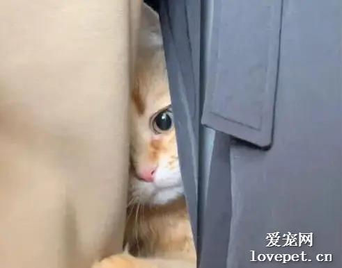 猫躲在衣柜里，被找到后就是不肯出来，还一脸的委屈，爱了！