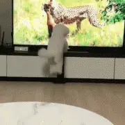 千万不要让狗狗看《动物世界》...