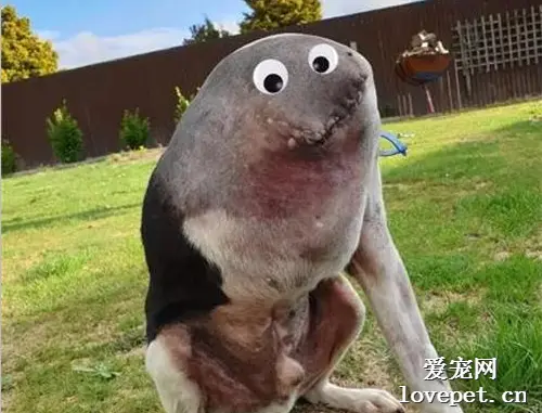 主人晒出一张狗狗照片，结果引来网友一片讨论：它的头呢！