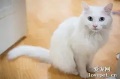 安哥拉猫和狮子猫区别是什么？