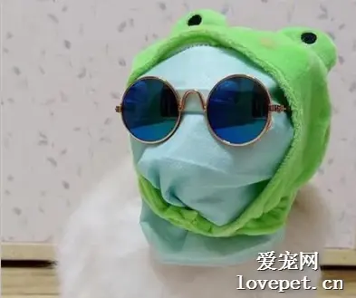 主人带猫出门怕不安全，给戴上口罩后还觉得不够，于是这么做！