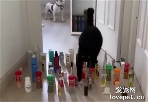 猫的避障能力很强，但狗的呢？于是主人做了这个试验！