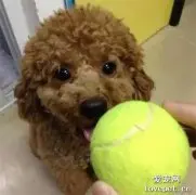 把泰迪交给男朋友照看，一个月后……