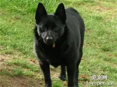 舒伯齐犬训练养护常识