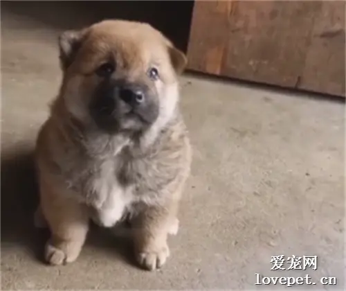 你的记忆里是不是也有这么一只小奶狗…