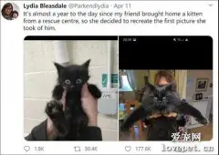 领养一只弱小可怜的小奶猫，一年后它...太可怕了