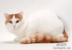 土耳其梵猫性格特点是什么?