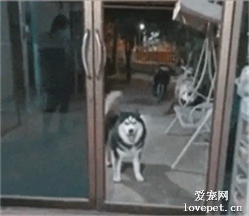 哈士奇站在门外求主人开门，可接下来却让网友笑喷了