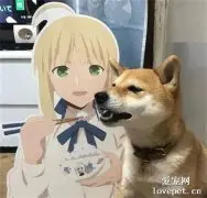 以为有人喂饭，柴犬张着大嘴巴等着，结果没吃到气炸了！