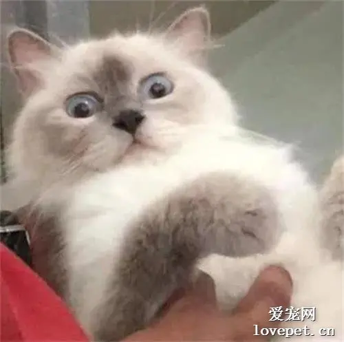 喵喵听到医生说怀孕之后，竟然是这样的表情！