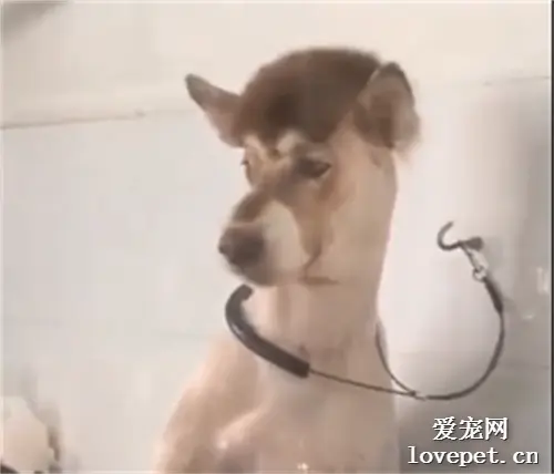 被剃毛的阿拉斯加，哈哈哈哈像驴但又不是真的驴！