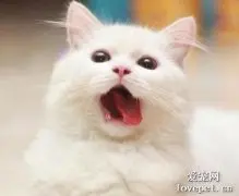 猫的舌头为什么有刺？