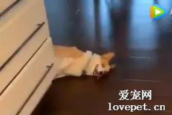 自从养了宠物，就再也没法偷吃了。。。