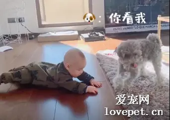 家里有一只十分操心的狗是种什么体验