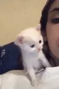 主人亲了下小猫咪，它居然懂得回亲一下，要被萌死了！