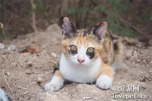 看到这猫，第一个感觉就是它昨晚没睡好？