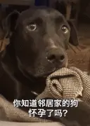 狗子听到隔壁的母狗怀孕后，它的表情反应，笑喷了！