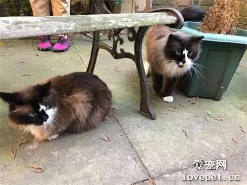 喂养的流浪猫时胖时瘦，到今天才发现居然有两只一模一样的猫！