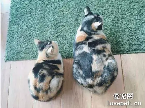 明明是同一天出生的姐妹猫，可这体型相差也太大了吧