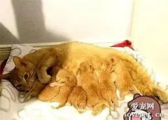 收养了一只送上门的橘猫，2个月后却收到大礼物，女子一脸懵