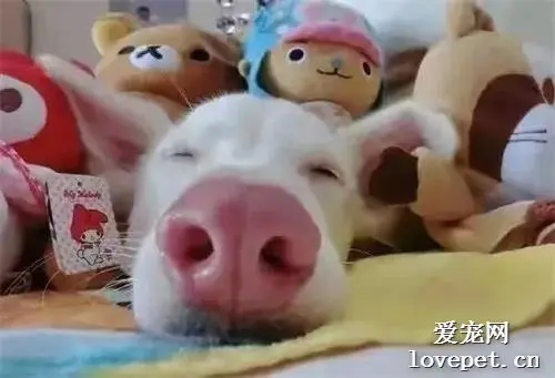 网友带回一只小狗，爸妈质问：这难道不是一头猪吗？
