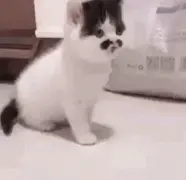 网友说家里小猫咪一出生就很老成，刚开始我还不信…