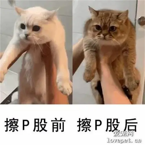 上厕所没带纸怎么办？用猫猫擦一下就好了啊！