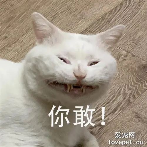 哈哈哈哈哈，这只猫打起哈欠来真的丑爆了！