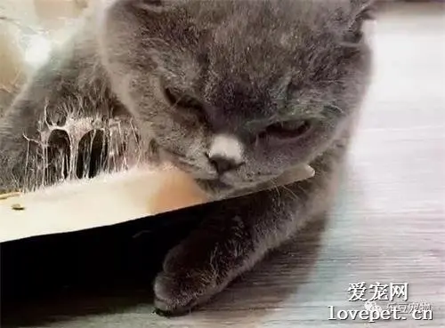 调皮猫突然没了动静，跑去厨房一看笑喷，想体验一下老鼠的绝望？