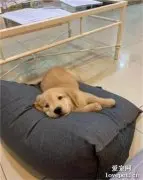 这只狗一听到指令，就能完成高难度劈叉！