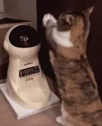 自从买了自动喂食器，猫每天对着它拜拜……