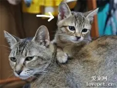 明明是母猫生的小猫，但现在长得却比妈妈还大好几倍！