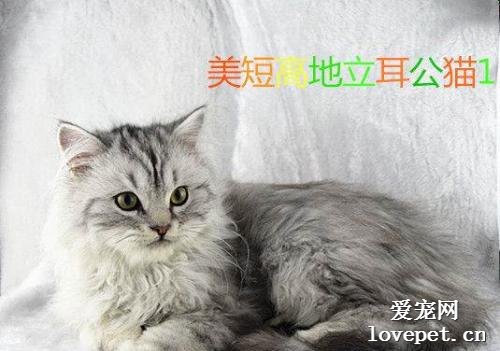 美短高地猫是什么品种？