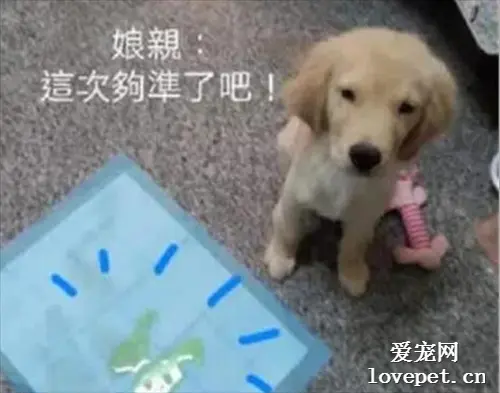 心机狗用这法子叼碗讨食，一讨一个准