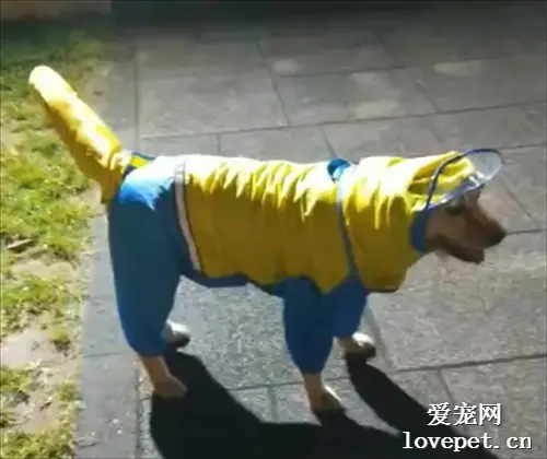 给狗子买了一套雨衣，可穿上的感觉怪怪的...