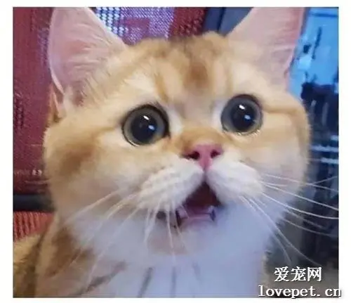 主人当着猫猫的面吃掉了所有丸子，猫咪的表情笑死了