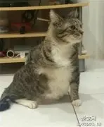 有些猫表面上一本正经，背地里却是这样抓痒的…