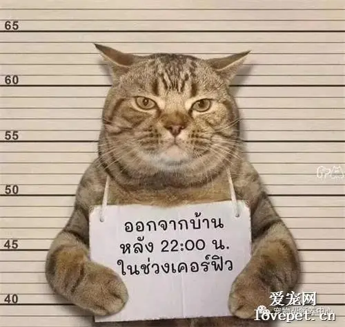 猫咪违反宵禁令遭逮捕，这“罪犯大头照”是搞笑的么，哈哈哈~