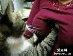 猫为什么会有踩奶的行为?