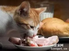 猫咪吃生肉好还是熟肉好？