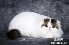 长毛猫为什么不好养?