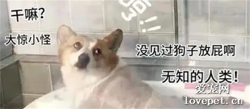当你养了一只爱放屁的狗子，呕…