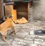 二哈和田园犬同居，狗子一言不合就开打，结果...