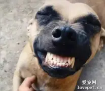 流浪狗第一次被人抚摸竟是这个表情，太魔性了！