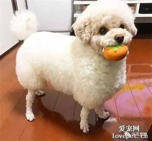 女子送泰迪去剪毛，结账时进去一看没忍住：请问您哪位？