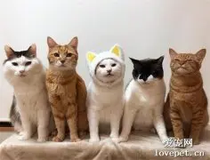 为了在拍照时守住C位，这些戏精猫真是用尽了心机…