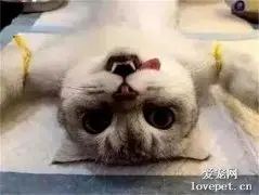 公猫绝育后，再次见到小母猫，公猫的举动让主人笑喷了