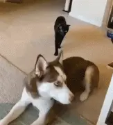 黑猫企图偷袭二哈，被发现后它的反应...笑哭